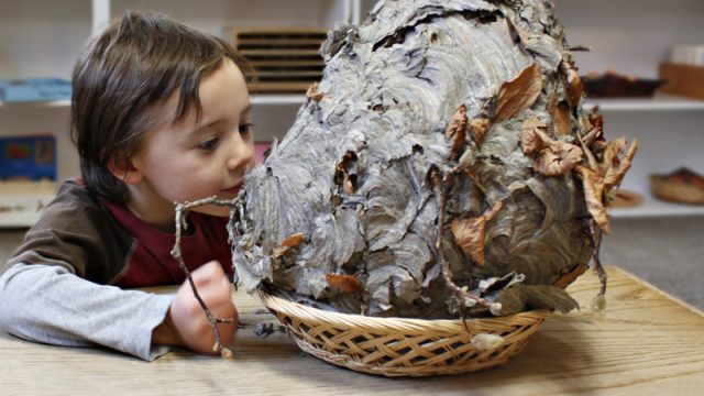 A little boy inspects a beehive