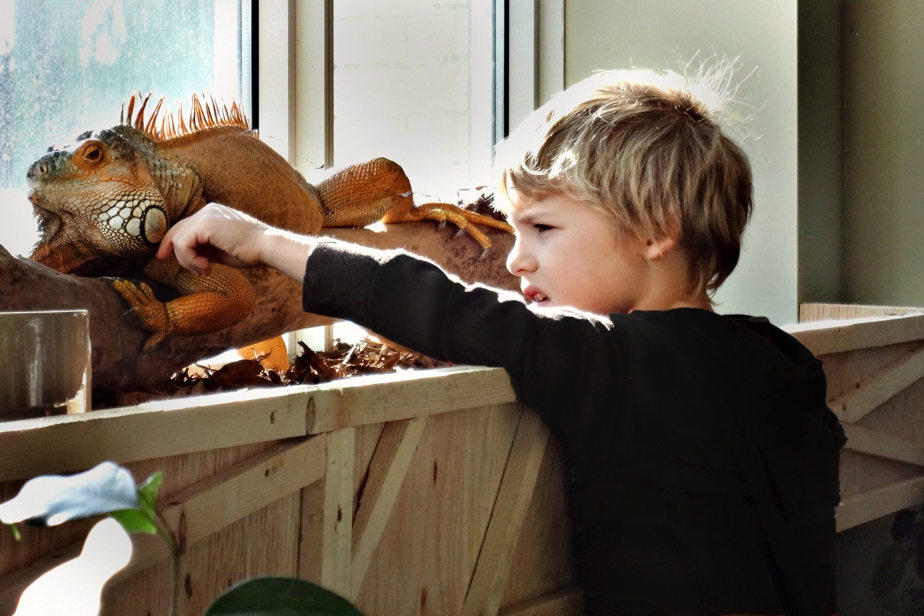 A little boy touches a large iguana sitting on a branch