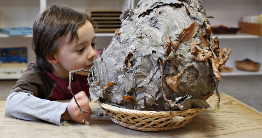 A little boy looks closely at a beehive